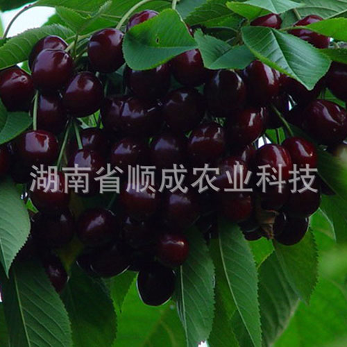 南方、進口黑櫻桃